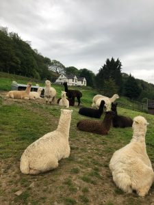Wales taster alpacas
