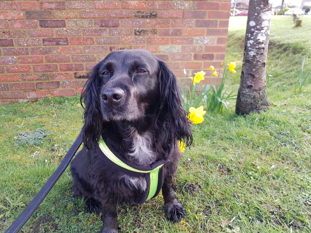 Suki in springtime