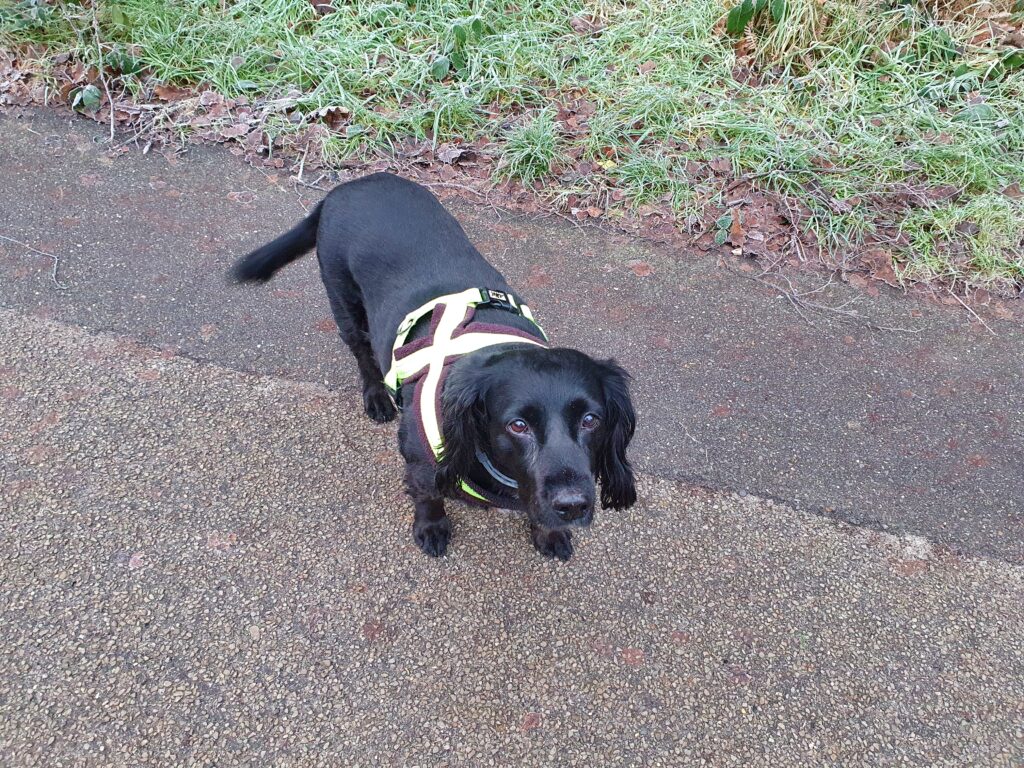 Suki on walk