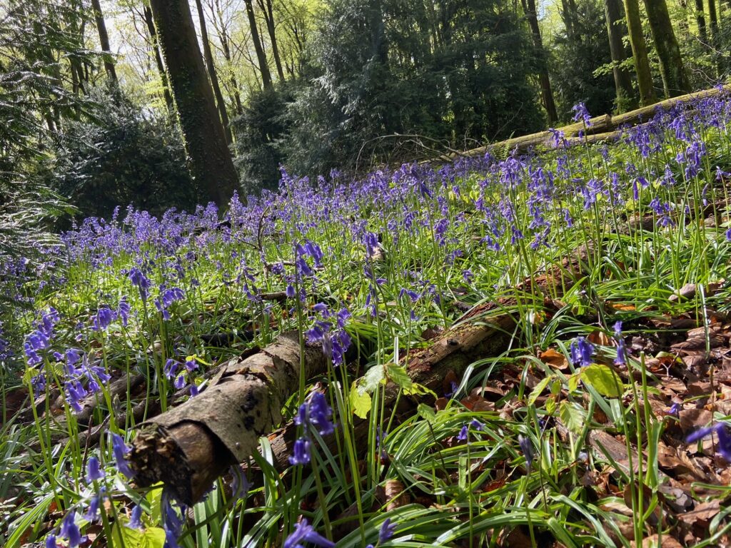 Bluebells