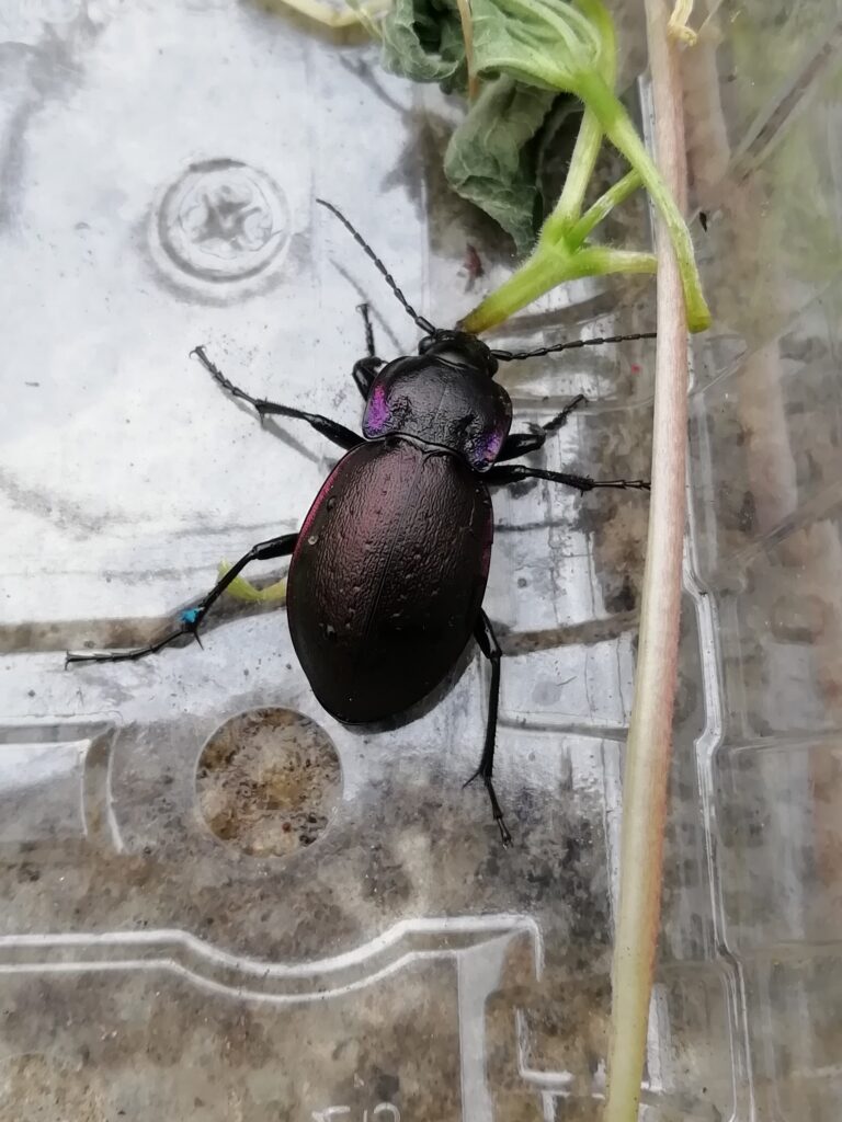 bronze ground beetle